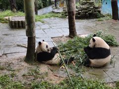 -中国大熊猫保护研究中心雅安碧峰峡基地