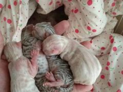 -太原东方动物医院(小店分院)