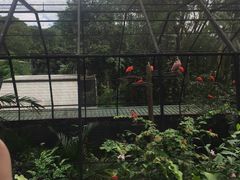 -新加坡飞禽公园