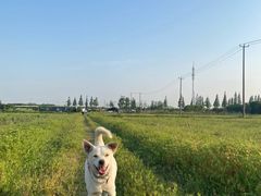 -哆趣宠物医院·眼科·内镜·急重症转诊中心(上海店)