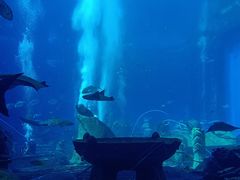 -亚特兰蒂斯•OSSIANO奥西亚诺海底餐厅