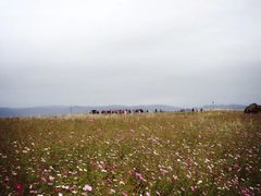 -草原天路(张北县)