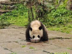 -中国大熊猫保护研究中心雅安碧峰峡基地