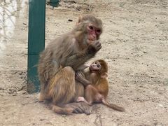 -北京鹿世界主题园