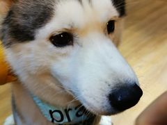 -Husky Go! 哈士奇体验馆·宠物咖啡厅狗咖