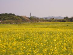 -光明小镇欢乐田园