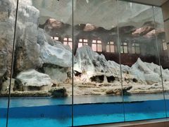 -帝企鹅自助餐厅•儿童岛•真企鹅(长隆企鹅酒店)