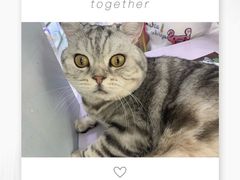 -喵的天空名猫咖啡馆·撸猫·猫舍·用品