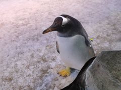 -芜湖新华联大白鲸海洋公园