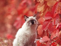 -超宠爱宠物摄影-Super pet