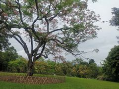 -中国科学院西双版纳热带植物园