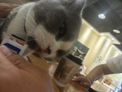 -藏猫猫咖啡主题馆(中央大道店)