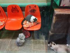 -猫咪博物馆(顶澳仔猫街店)