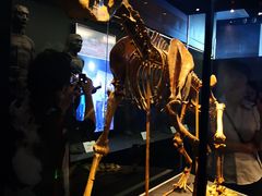 -北京周口店北京人遗址博物馆