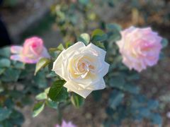 -人民公园(罗湖区)