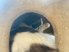 -猫小院猫主题餐厅(南锣旗舰店)