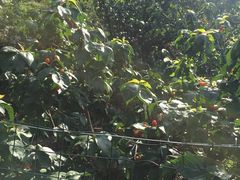 -樱桃山旅游景区