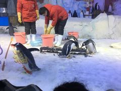 -芜湖新华联大白鲸海洋公园