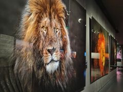 -罗红摄影艺术馆