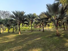-中国科学院西双版纳热带植物园