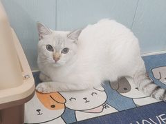 -纳吉亚猫专科动物诊疗中心(蒋宅口分院)