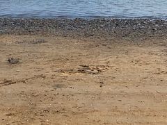 -天津东疆湾沙滩景区