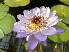 -国家植物园