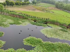 -微山湖红荷湿地景区