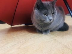 -纳吉亚猫专科动物诊疗中心(蒋宅口分院)