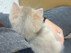 -瑞派康怡24h宠物医院·犬猫医疗中心·微创绝育(瑞景分院)