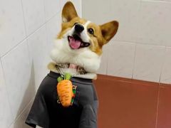 -萌宠之家·腊肠犬·马尔泰·小体犬舍