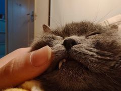 -可蒙动物医院·猫科·骨科中心(首义路店)