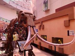 -陕西自然博物馆