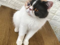 -平行世界·猫咖(首经贸店)