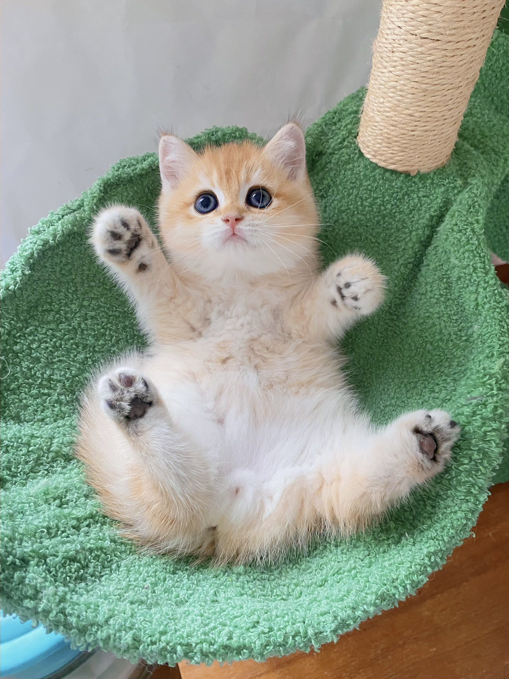 英短金渐层弟弟蹲新家