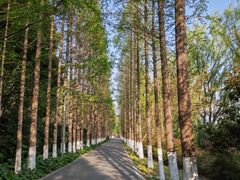 -昆山城市生态森林公园