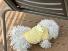 -沏点Trattoria意大利餐厅(新街口店)