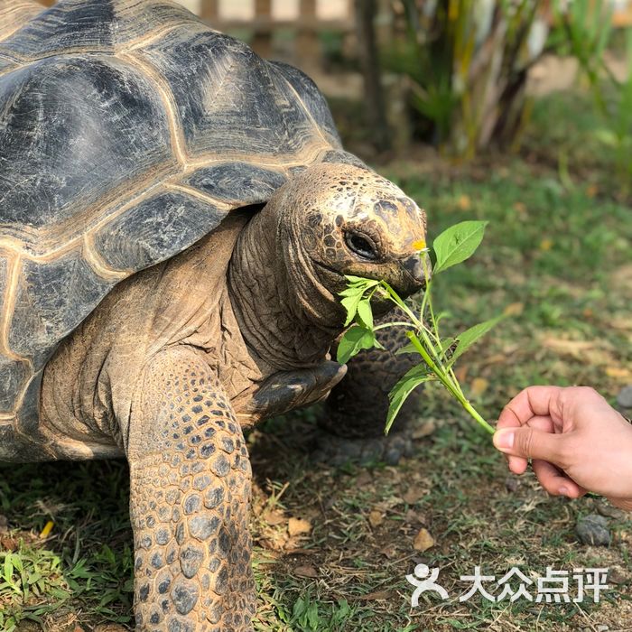 海口天鹅湖动物基地图片