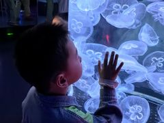 -芜湖新华联大白鲸海洋公园