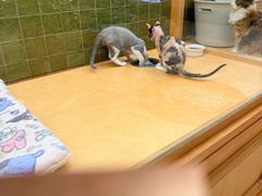 -帕帕拉兹宠物(亚洲旗舰店)