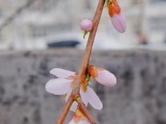 -桃花堤公园