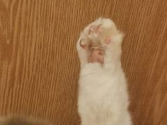 -MOCHA明星猫咖(田子坊店)