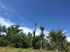 -桤木河湿地公园