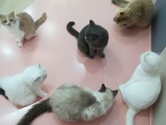 -1013 PET SHOP 宠物商店(近铁城市广场店)