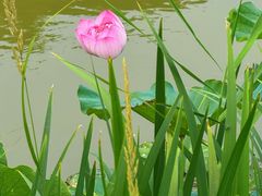 -荷兰花海