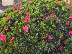 -鲜芋仙(中山路店)