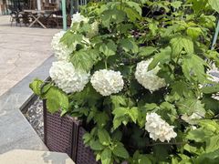 -龙猫意杯花园餐厅(芙蓉湖店)