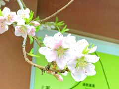 -苏州上方山国家森林公园