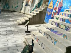 -西双版纳原始森林公园
