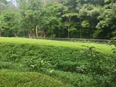 -火炉山森林公园